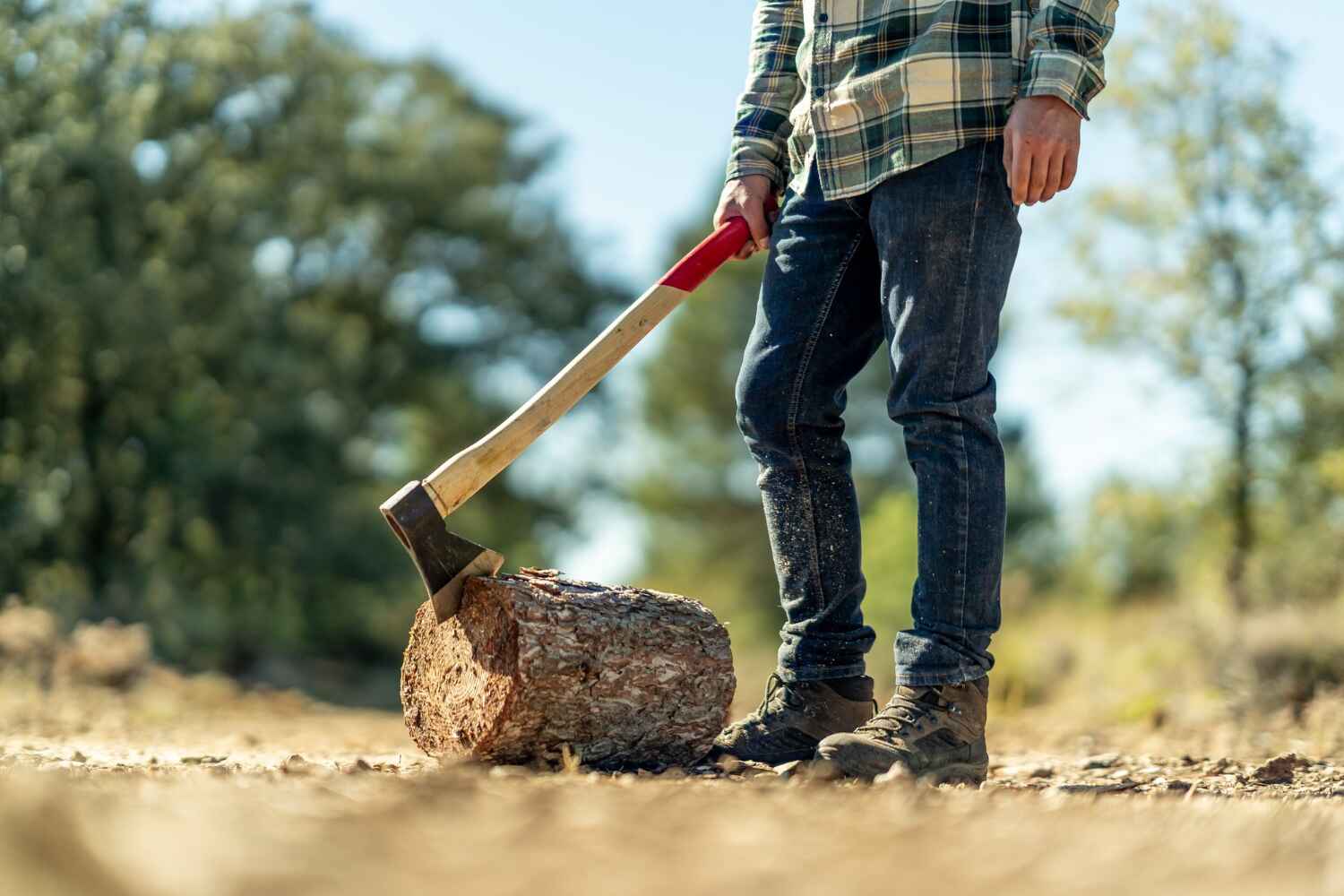 The Steps Involved in Our Tree Care Process in Jasper, FL